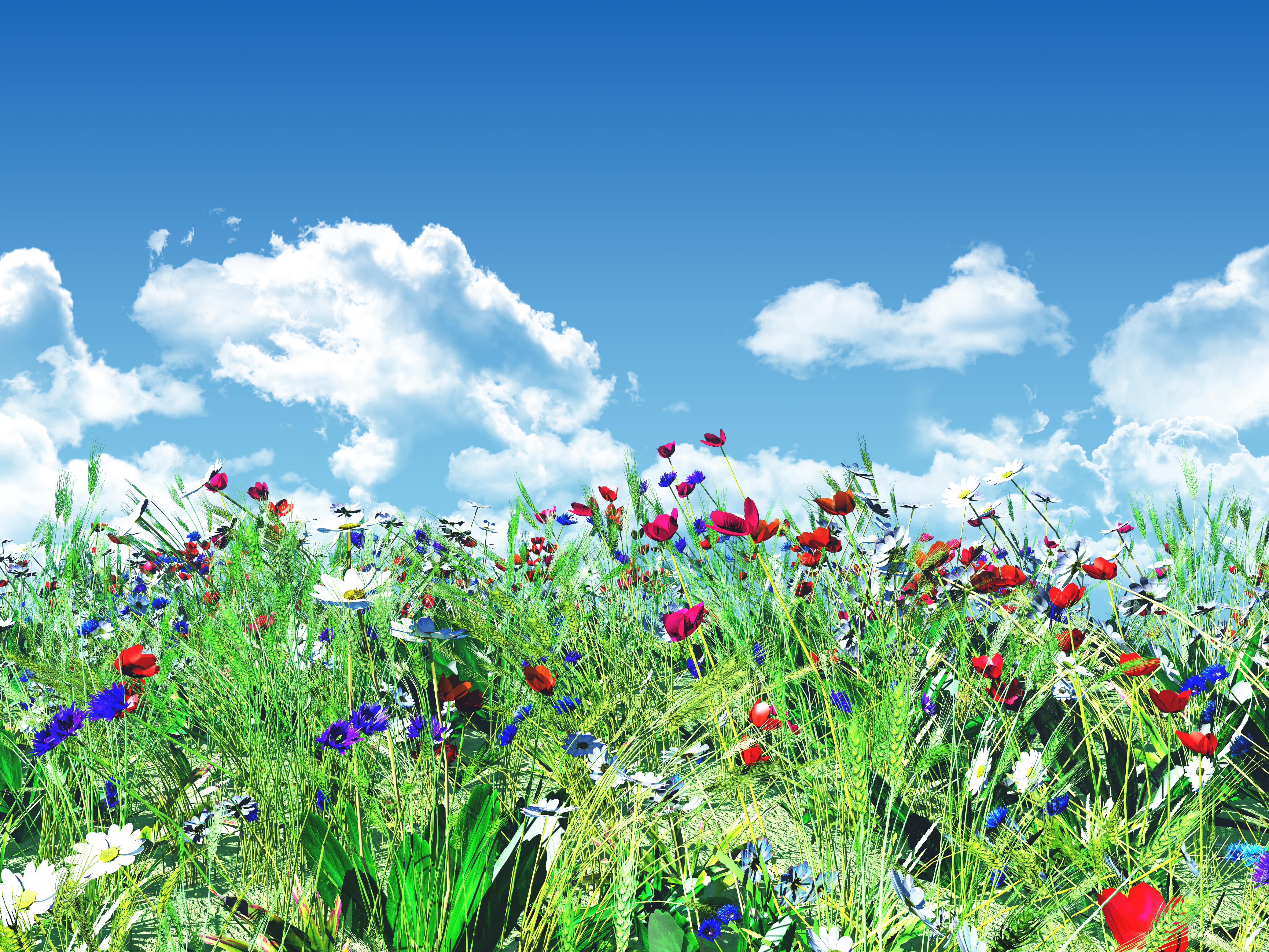 flowery landscape with a blue sky min